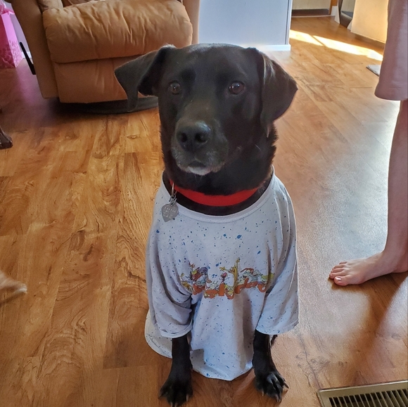 Meet your Posher, Elizabeth - Picture 6 of 7